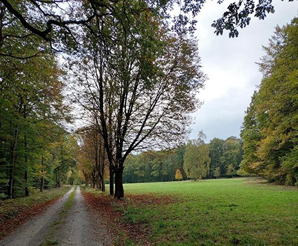 Segelfliegerwiesen - Hirschkäfer