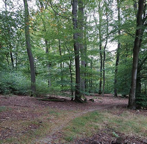 Segelfliegerwiesen - Schnepfe