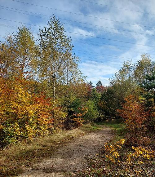 Lindenkopf - Eichhorn