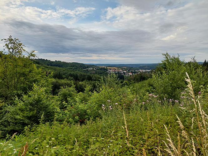Röthelbachtal - Rehbock