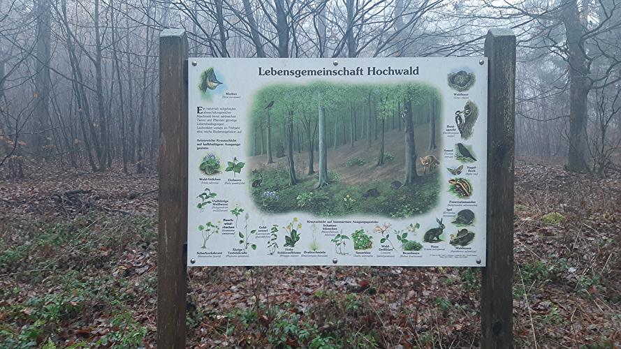 Lindenkopf - Walderlebnispfad Oberjosbach