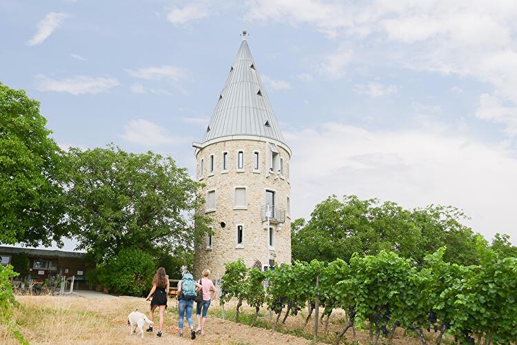 Riesling Schleife - Flörsheimer Schweiz