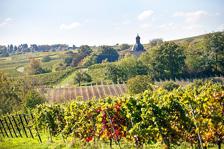 Riesling Schleife - Schlösserblick