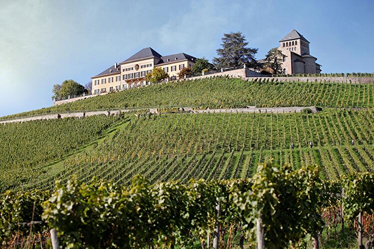 Riesling Schleife - Spätlesereiter