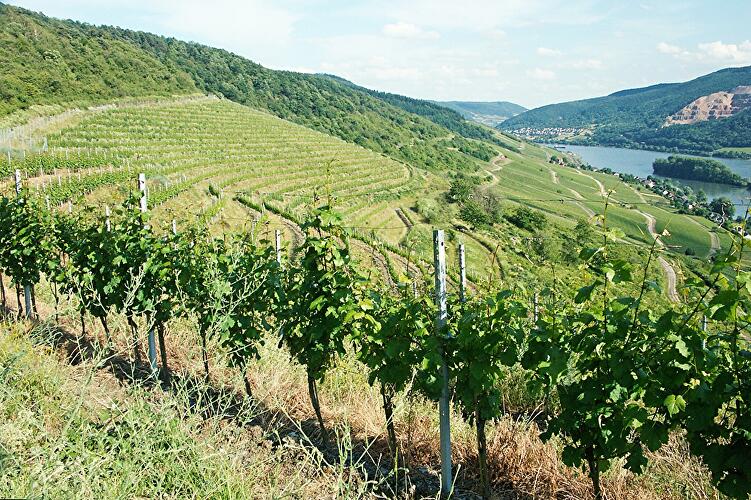 Riesling Schleife - Lorcher Schiefer