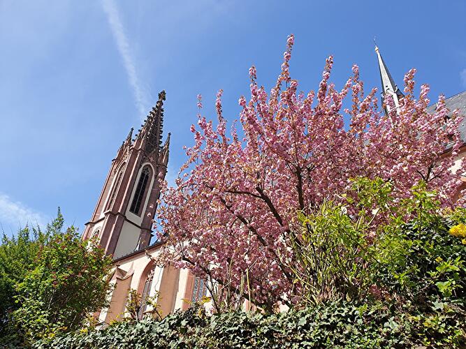 Riesling Schleife - In Vino Sanitas