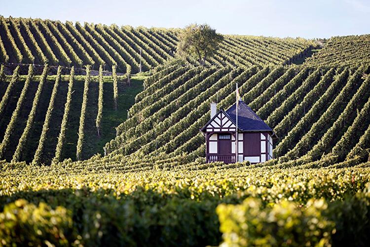 Riesling Schleife - Rauenthaler Baiken