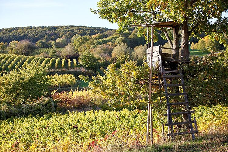 Riesling Schleife - Hallgarter Sonnenrunde