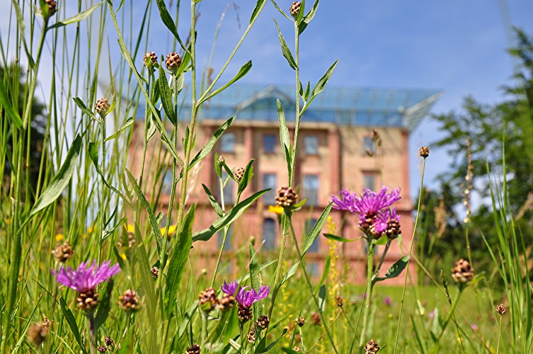 Via Mattiacorum (Etappe Wehen)